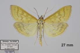 Attēlu rezultāti vaicājumam “Mecyna flavalis”