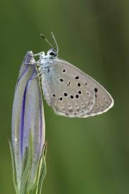 Attēlu rezultāti vaicājumam “Maculinea alcon upperside”