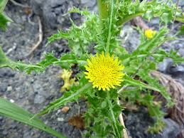 Attēlu rezultāti vaicājumam “Sonchus asper flower”