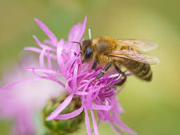 Attēlu rezultāti vaicājumam “Centaurea scabiosa flower”