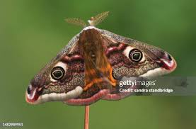Attēlu rezultāti vaicājumam “Saturnia pavonia”