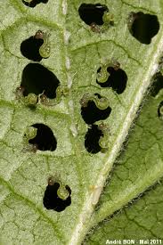 Attēlu rezultāti vaicājumam “Nematus ribesii larva”
