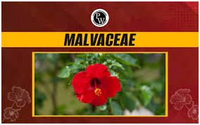 Attēlu rezultāti vaicājumam “Malvaceae”
