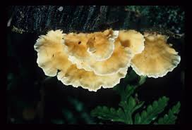 Attēlu rezultāti vaicājumam “Stereum fasciatum”