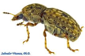 Attēlu rezultāti vaicājumam “Anthribidae”