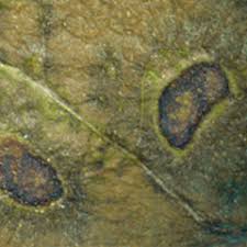 Attēlu rezultāti vaicājumam “Mycosphaerella ulmi”