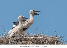 Attēlu rezultāti vaicājumam “Ciconia ciconia juvenile”