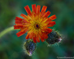 Attēlu rezultāti vaicājumam “Pilosella aurantiaca flower”