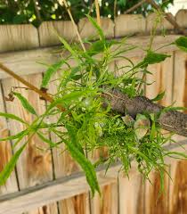 Attēlu rezultāti vaicājumam “Trichia ambigua stalked”