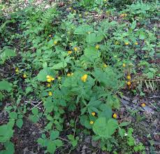 Attēlu rezultāti vaicājumam “Oenothera rubricauli leaf”