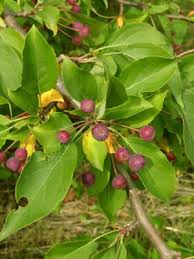 Attēlu rezultāti vaicājumam “Malus baccata fruit”