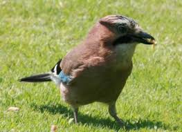 Attēlu rezultāti vaicājumam “Garrulus glandarius”