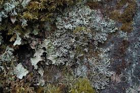 Attēlu rezultāti vaicājumam “Hypogymnia vittata”