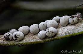 Attēlu rezultāti vaicājumam “Diderma subincarnatum young”