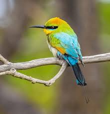 Billedresultat for kakadu n...