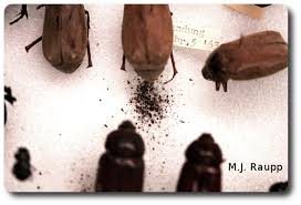 Attēlu rezultāti vaicājumam “Anthrenus sp. larva”