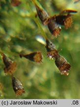 Attēlu rezultāti vaicājumam “Seligeria pusilla”