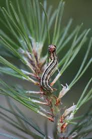 Attēlu rezultāti vaicājumam “Panolis flammea”