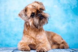 Image result for brüsseler giffon