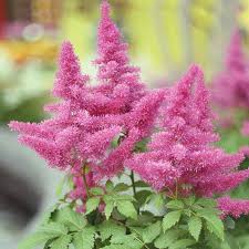 Attēlu rezultāti vaicājumam “Astilbe chinensis flower”