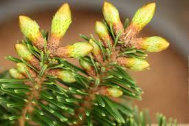 Attēlu rezultāti vaicājumam “Abies alba”