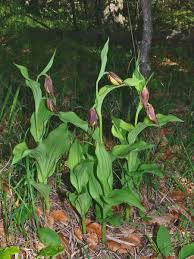 Attēlu rezultāti vaicājumam “Cypripedium calceolus leaf”