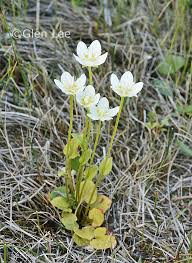 Attēlu rezultāti vaicājumam “Parnassia palustris flower”