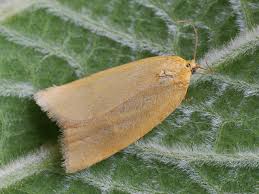 Attēlu rezultāti vaicājumam “Aphelia paleana”