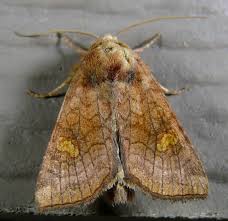 Attēlu rezultāti vaicājumam “Amphipoea”