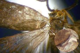 Attēlu rezultāti vaicājumam “Micropterigidae”