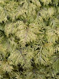 Attēlu rezultāti vaicājumam “Hylocomium splendens sporophyte”