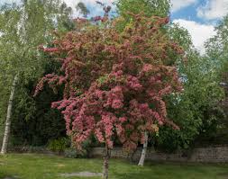 Attēlu rezultāti vaicājumam “Crataegus”