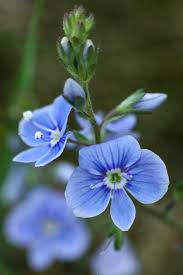 Attēlu rezultāti vaicājumam “Veronica persica flower”