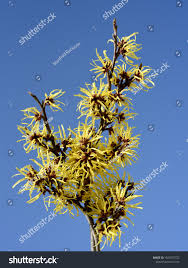 Attēlu rezultāti vaicājumam “Hamamelis japonica”