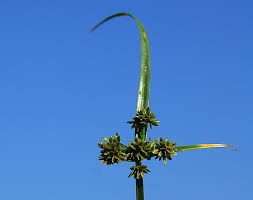 Attēlu rezultāti vaicājumam “Cyperus fuscus”