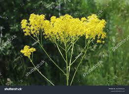 Image result for Isatis tinctoria