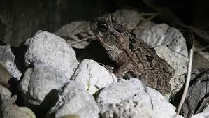 Attēlu rezultāti vaicājumam “Bufo bufo juvenile”