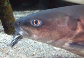 Image result for Ariopsis felis