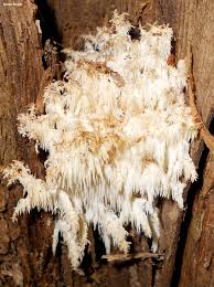 Attēlu rezultāti vaicājumam “Hericium coralloides”