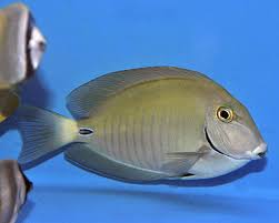 Image result for Acanthurus chirurgus