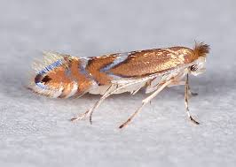 Attēlu rezultāti vaicājumam “Phyllonorycter apparella”