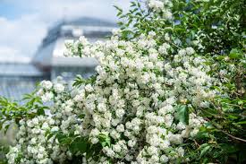Attēlu rezultāti vaicājumam “Philadelphus coronarius flower”