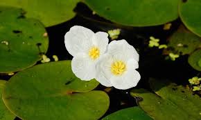 Attēlu rezultāti vaicājumam “Hydrocharis morsus-ranae”