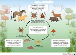 Attēlu rezultāti vaicājumam “Dermacentor reticulatus female”