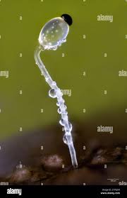 Attēlu rezultāti vaicājumam “Pilobolus crystallinus”