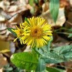 Attēlu rezultāti vaicājumam “Inula britannica flower”