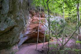 Attēlu rezultāti vaicājumam “Tortula lingulata”