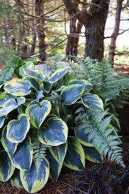 Attēlu rezultāti vaicājumam “Hosta sp. flower”