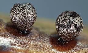 Attēlu rezultāti vaicājumam “Lamproderma pseudomaculatum macro”