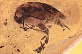 Attēlu rezultāti vaicājumam “Mordellidae”